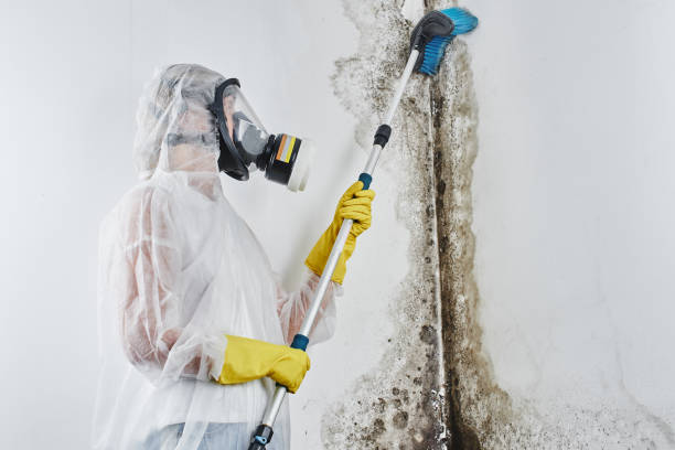 Mold Removal Process in Bowling Green, VA