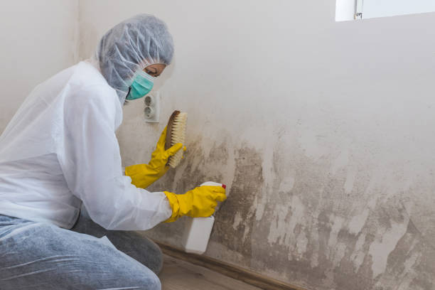 Professional Mold Removal in Bowling Green, VA