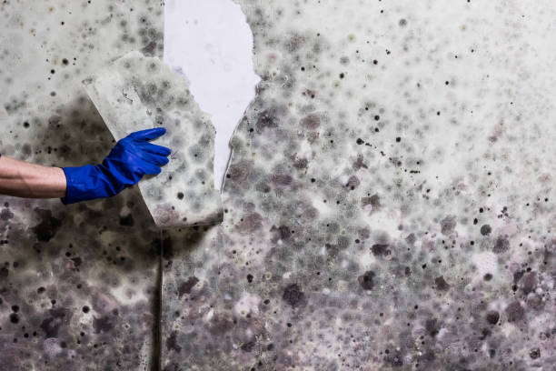 Best Same-Day Mold Removal  in Bowling Green, VA